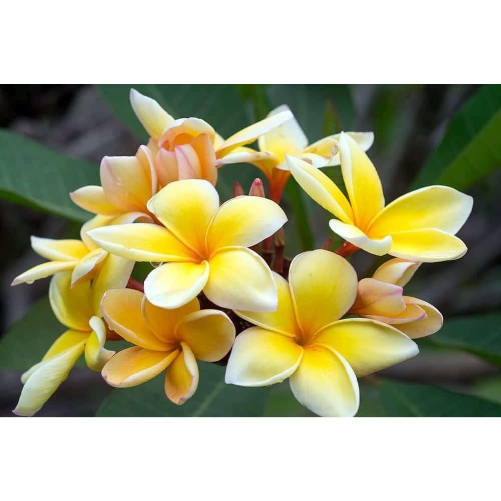 Jabón pastilla Sensuel Monoi 125 gr de la marca Durance en Aromaticks