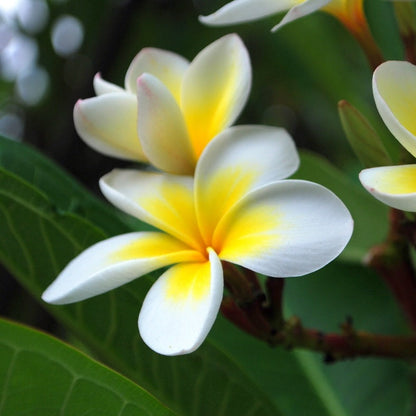 Bruma de ambiente concentrada Hola verano 10 ml Aromaticks de la marca Aromaticks en Aromaticks