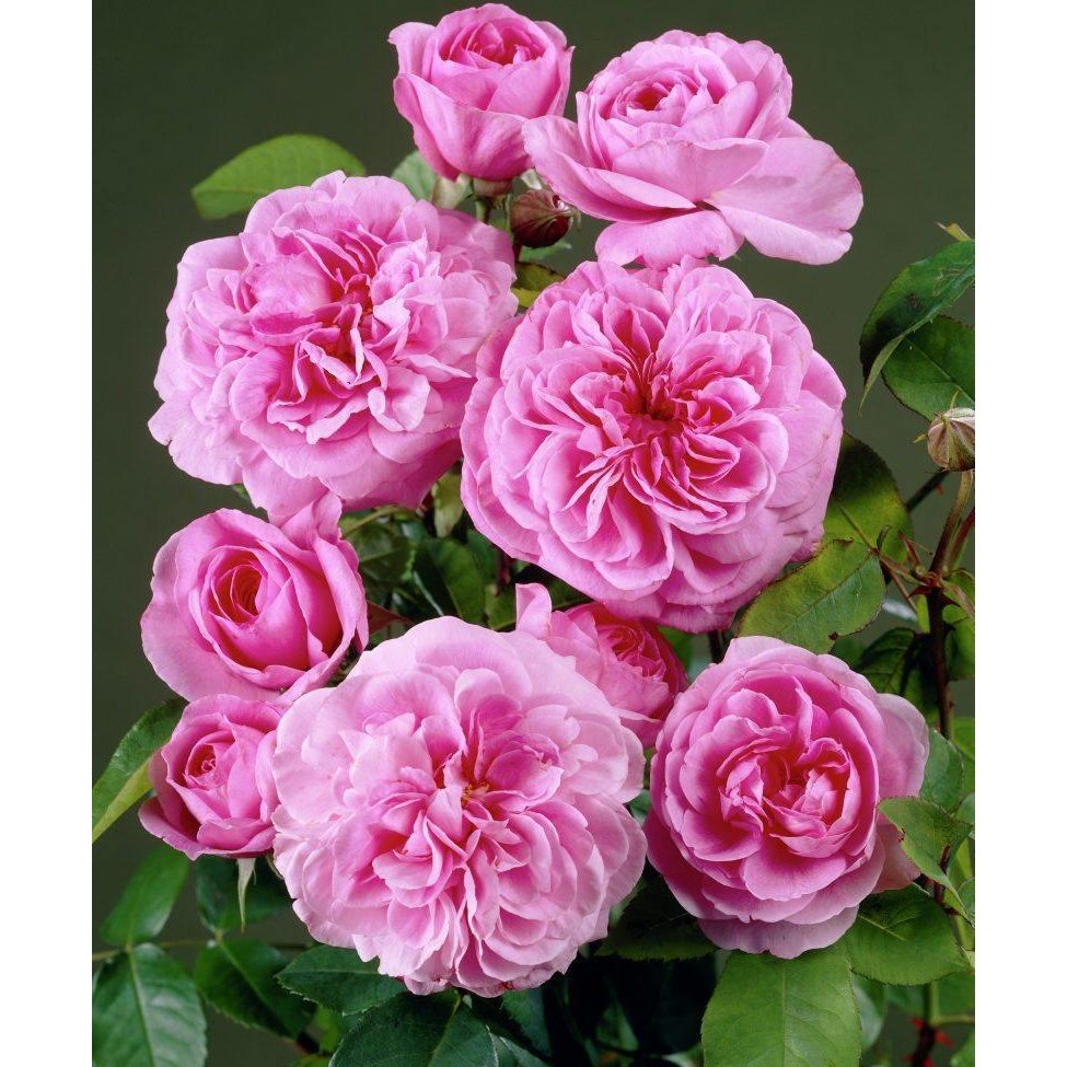 Rose Petals Eau De Toilette 100 ml