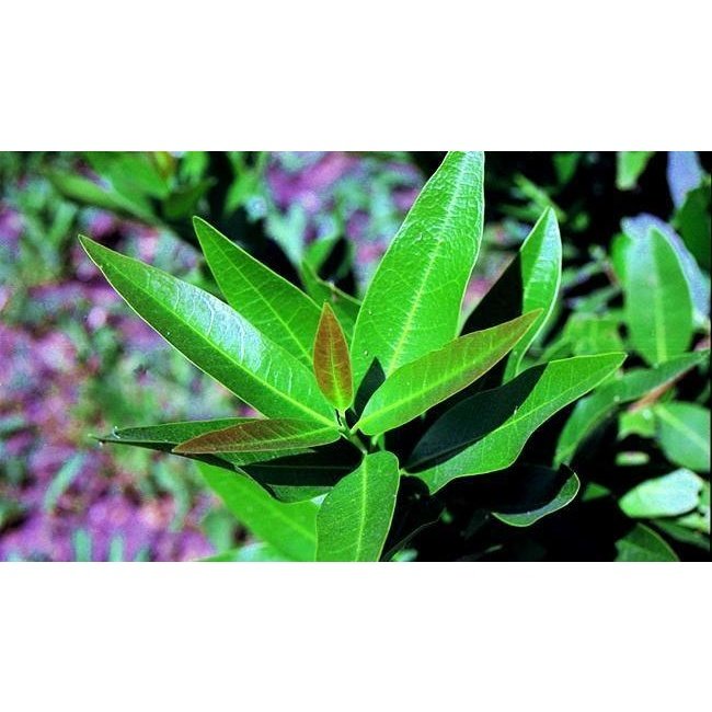 Verbena Eau De Toilette 100 ml