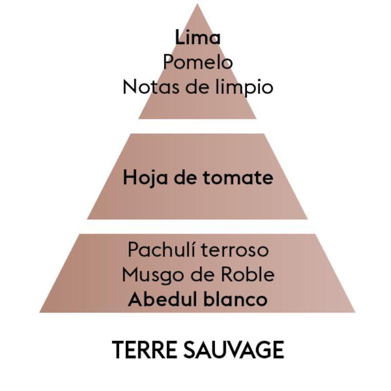 Pirámide olfativa Terre Sauvage, con salida a Lima, corazón a Hoja de Tomate y fonde a Abedul Blanco